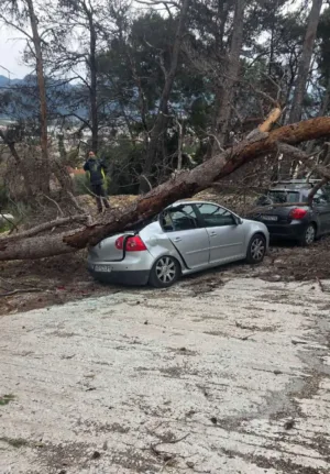 Πάτρα: Δένδρο κατεδαφίστηκε από την κακοκαιρία και προσγειώθηκε σε ΙΧ στο πάρκινγκ του Καραμανδάνειου! ΦΩΤΟ