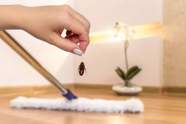 Κατσαρίδες: Πώς να τις κρατήσετε μακριά από το σπίτι - 4 τρόποι