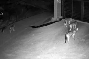 Λύκοι έξω από σπίτι στη Θεσσαλονίκη