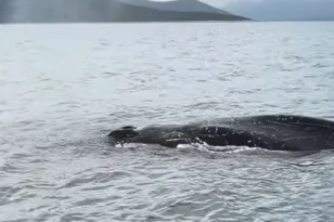 Φάλαινα στον Παγασητικό Κόλπο, δίπλα σε ψαράδες! ΒΙΝΤΕΟ
