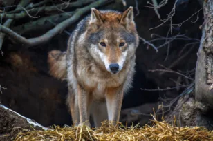 Αιγάλεω: Απίστευτη καταγγελία πως λύκος επιτέθηκε σε σκύλο κοντά σε σχολείο
