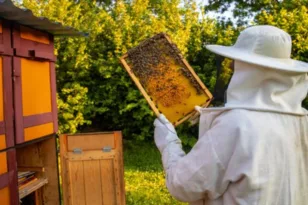 Τι απαντά η Ομοσπονδία Μελισσοκόμων για την «εκπροσώπηση» στο Μαξίμου