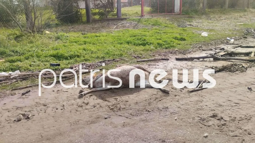 Συναγερμός στον Αλφειό: Εντοπίστηκαν πάνω από 10 νεκρά πρόβατα σε προχωρημένη αποσύνθεση – Aυτοψία από την Κτηνιατρική ΦΩΤΟ Συναγερμός στον Αλφειό: Εντοπίστηκαν πάνω από 10 νεκρά πρόβατα σε προχωρημένη αποσύνθεση – Aυτοψία από την Κτηνιατρική ΦΩΤΟ