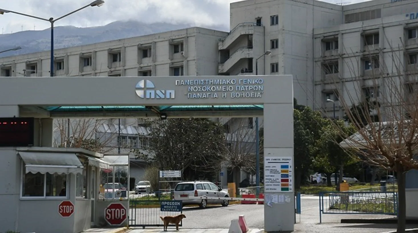Θανάσιμος τραυματισμός 75χρονου σε ατύχημα με γουρούνα στη Μυρτιά
