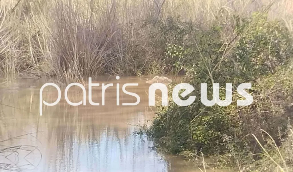 Συναγερμός στον Αλφειό: Εντοπίστηκαν πάνω από 10 νεκρά πρόβατα σε προχωρημένη αποσύνθεση – Aυτοψία από την Κτηνιατρική ΦΩΤΟ Συναγερμός στον Αλφειό: Εντοπίστηκαν πάνω από 10 νεκρά πρόβατα σε προχωρημένη αποσύνθεση – Aυτοψία από την Κτηνιατρική ΦΩΤΟ