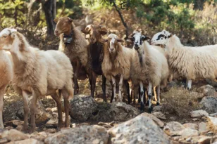 Ευλογιά αιγοπροβάτων: Κατηγορηματικό «όχι» στον μαζικό εμβολιασμό – Οι 7 απαντήσεις της Εθνικής Επιτροπής στους ισχυρισμούς