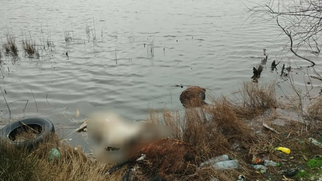 Αιτωλικό: Πέταξαν νεκρά πρόβατα στην λιμνοθάλασσα ΦΩΤΟ Αιτωλικό: Πέταξαν νεκρά πρόβατα στην λιμνοθάλασσα ΦΩΤΟ