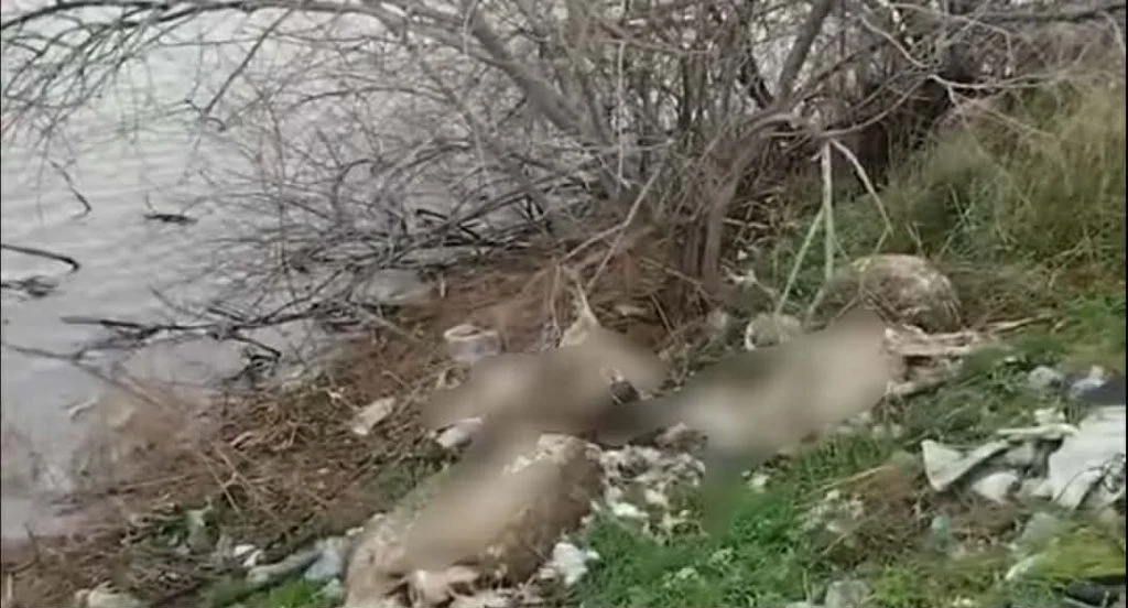 Αιτωλικό: Πέταξαν νεκρά πρόβατα στην λιμνοθάλασσα ΦΩΤΟ Αιτωλικό: Πέταξαν νεκρά πρόβατα στην λιμνοθάλασσα ΦΩΤΟ