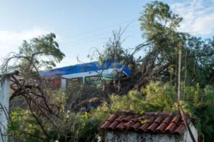 «Ο Θεός με γλίτωσε» λέει ο μηχανοδηγός του τρένου που καταπλακώθηκε από μεγάλο δέντρο στον Πύργο