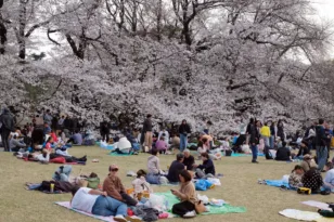 Ιαπωνία: Ακυρώνεται το φεστιβάλ ανθισμένων κερασιών λόγω μαζικού τουρισμού