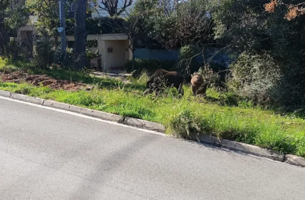 Αγριογούρουνα στην Εκάλη ανήμερα Καθαράς Δευτέρας ΦΩΤΟ