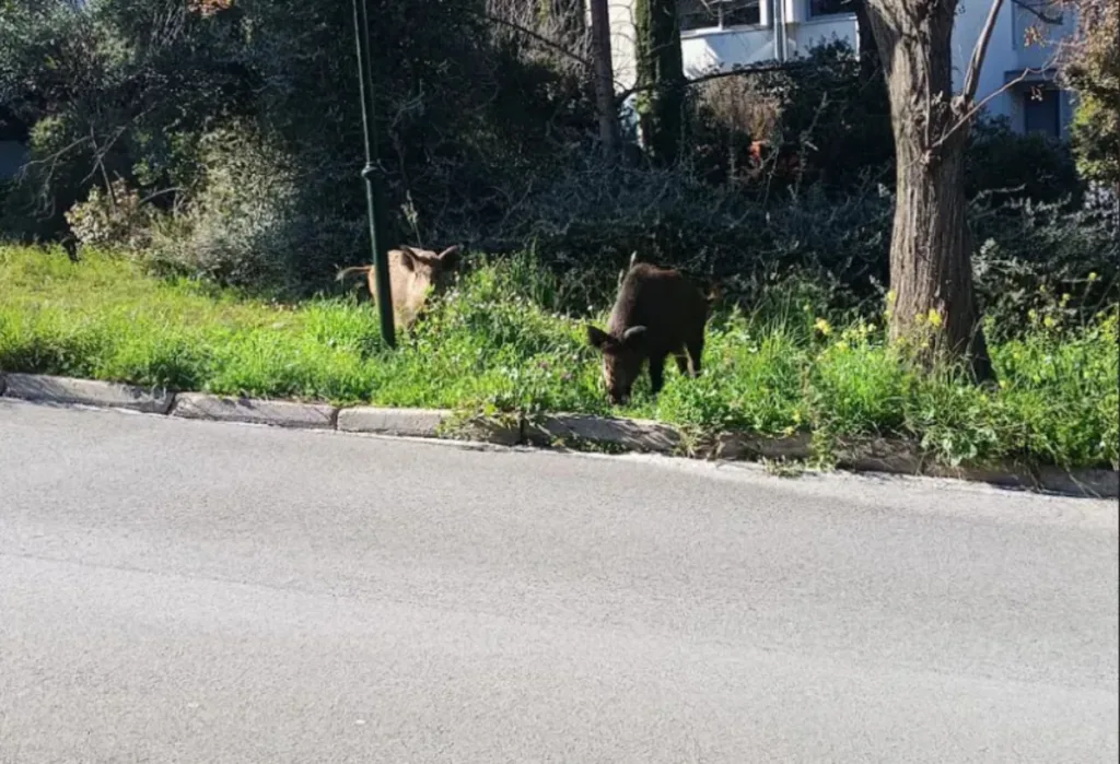 Αγριογούρουνα στην Εκάλη ανήμερα Καθαράς Δευτέρας ΦΩΤΟ