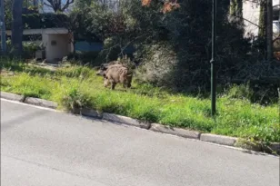Αγριογούρουνα στην Εκάλη ανήμερα Καθαράς Δευτέρας ΦΩΤΟ