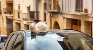 Γιατί οι γάτες επιλέγουν να κάθονται πάνω στα αυτοκίνητα;