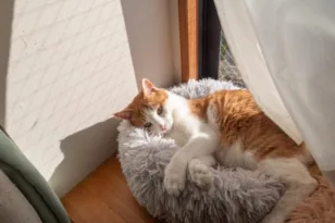Γιατί οι γάτες θέλουν να κάθονται σε παράθυρα με ήλιο;