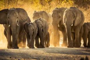 Ταϊλάνδη: Εμβόλιο αντισύλληψης σε άγριους ελέφαντες για να μην είναι επιθετικοί