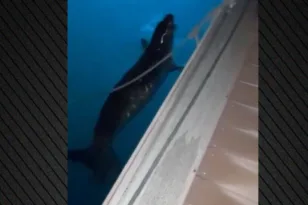 Άστρος: Φώκια έκανε βόλτα στο λιμάνι ΒΙΝΤΕΟ