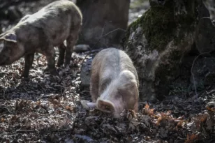 «Συναγερμός» στην Ισπανία για γρίπη των χοίρων, προειδοποίηση για μετάδοση στον άνθρωπο