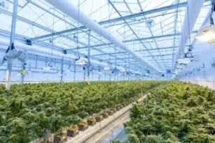 Στη Β. Μακεδονία κατασχέθηκαν πάνω από 30 τόνοι κάνναβης!