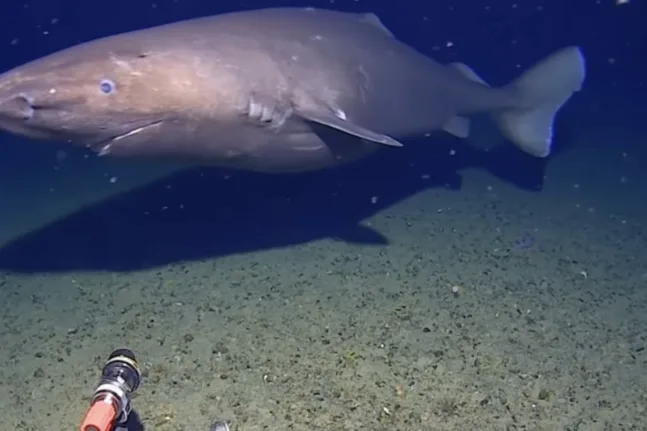 Σπάνιο εύρημα: Πρώτη καταγραφή sleeper καρχαρία στα παγωμένα νερά της Ανταρκτικής ΒΙΝΤΕΟ