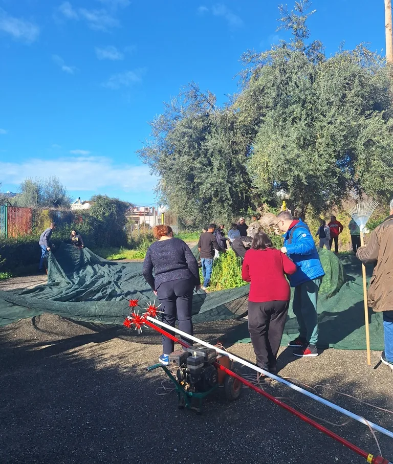 Τα παιδιά των ΚΔΑΠΑμεΑ «ΑΜΠΕΤ ΧΑΣΜΑΝ» και «ΚΟΜΑΙΘΩ» του ΚΟΔΗΠ μάζεψαν τις ελιές τους