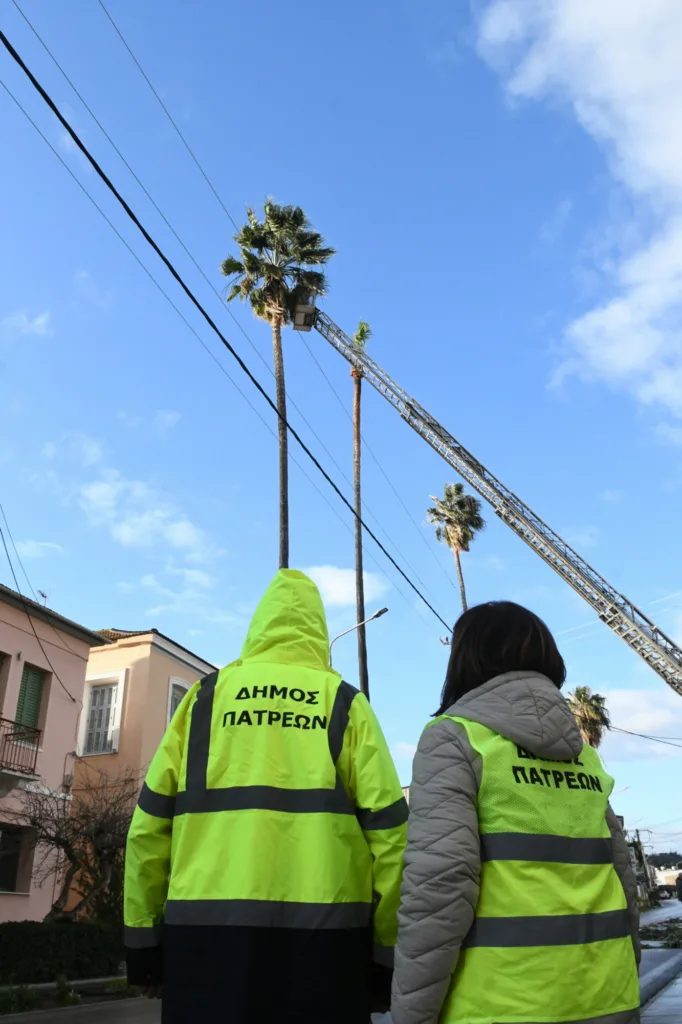 Παρεμβάσεις πρασίνου στην Πάτρα: Κλαδέματα φοινίκων στα Βραχνέικα και δέντρων στη Γούναρη ΦΩΤΟ