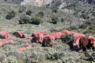Κρήτη: Κτηνοτρόφος βάφει κόκκινα τα πρόβατα για να αποτρέψει ζωοκλοπές ΒΙΝΤΕΟ