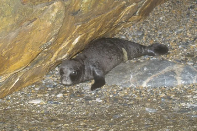 Ρεκόρ γεννήσεων μεσογειακής φώκιας στις Σποράδες – Ισχυρό μήνυμα ανάκαμψης για το προστατευόμενο είδος