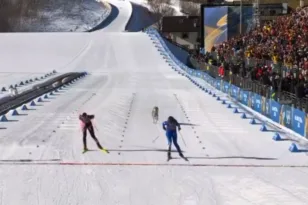 Χειμερινοί Ολυμπιακούς Αγώνες: Λυκόσκυλο εισέβαλλε σε πίστα σκι και έτρεχε δίπλα σε αθλήτριες! ΒΙΝΤΕΟ