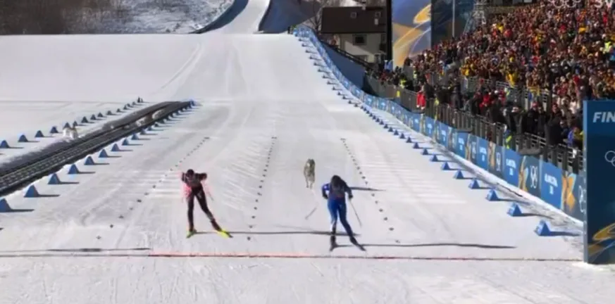 Χειμερινοί Ολυμπιακούς Αγώνες: Λυκόσκυλο εισέβαλλε σε πίστα σκι και έτρεχε δίπλα σε αθλήτριες! ΒΙΝΤΕΟ
