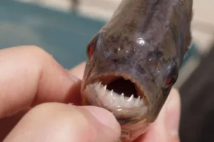 Μαζική επίθεση πιράνχας στην Αργεντινή – Πάνω από 40 τραυματίες ΒΙΝΤΕΟ