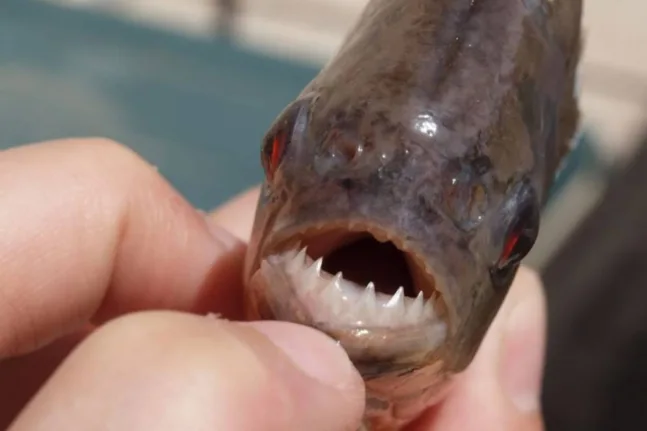 Μαζική επίθεση πιράνχας στην Αργεντινή - Πάνω από 40 τραυματίες ΒΙΝΤΕΟ