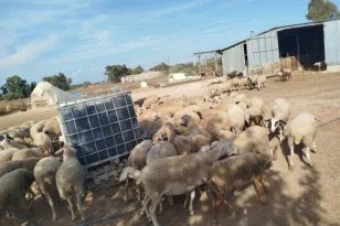 Αχαΐα – Ευλογιά προβάτων: SOS για τον Ερύμανθο – Τυροκόμος χτυπάει καμπανάκι μέσω της «Π»