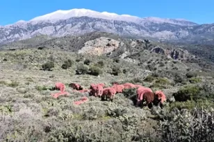Βάφουν ροζ τα αρνιά για να μην τους τα κλέβουν! ΒΙΝΤΕΟ