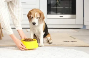 Οδηγίες: Προσοχή, τι δεν πρέπει να ταΐζoυμε τον σκύλο μας όταν μεγαλώσει