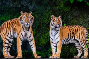 Δεκάδες νεκρές τίγρεις σε πάρκο στην Ταϊλάνδη, το «ύποπτο» κοτόπουλο