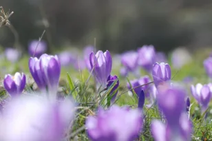 Το μυστήριο λιβάδι των κρόκων: Εκατοντάδες χιλιάδες λουλούδια σηματοδοτούν κάθε χρόνο την άνοιξη στη βρετανική ύπαιθρο