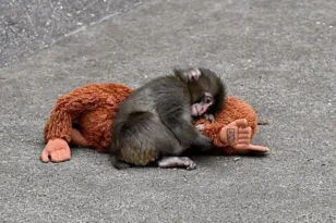 Βίντεο με τον Παντς προκαλούν αντιδράσεις – Η απάντηση του ζωολογικού κήπου