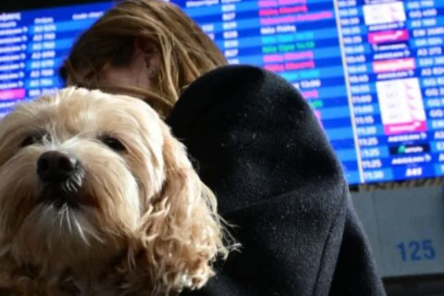 Ειδική πτήση «Κιβωτός» του ΥΠΕΞ: Επαναπτρίστηκαν 101 πολίτες με 45 κατοικίδια από Άμπου Ντάμπι