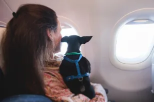 Ειδική πτήση επαναπατρισμού από το Άμπου Ντάμπι για κατοικίδια και ιδιοκτήτες – Στην Ελλάδα το απόγευμα