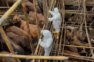 Κατεβάζει ρολά η Μυτιλήνη λόγω αφθώδους πυρετού