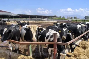 Λέσβος: Κρούσμα αφθώδους πυρετού και σε τρίτη μονάδα εκτροφής