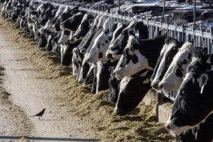 Συναγερμός, κρούσμα αφθώδους πυρετού στην Ελλάδα μετά από 25 χρόνια!