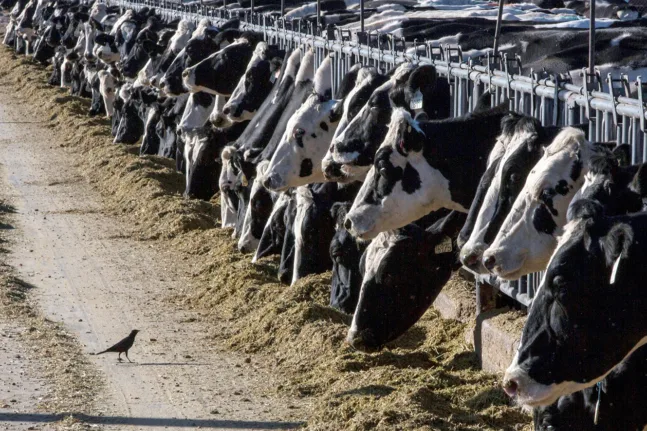 Συναγερμός, κρούσμα αφθώδους πυρετού στην Ελλάδα μετά από 25 χρόνια!