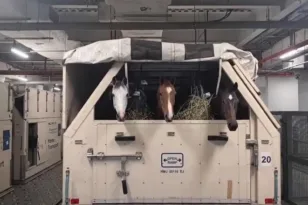 Από τη Ντόχα στη Λιέγη 147 άλογα ελίτ μετά το κλείσιμο του εναέριου χώρου