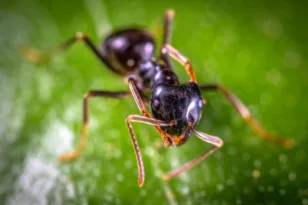 Πωλούνται βασίλισσες μυρμηγκιών αντί 220 ευρώ το τεμάχιο