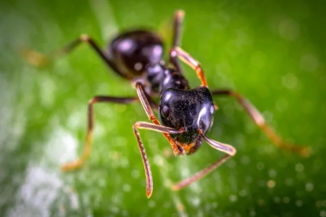 Πωλούνται βασίλισσες μυρμηγκιών αντί 220 ευρώ το τεμάχιο