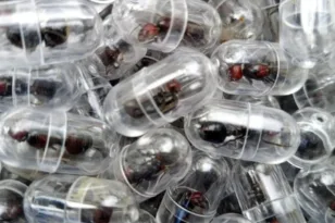 Κένυα: Ανδρας είχε στις αποσκευές του 2.238…μυρμήγκια, δείτε γιατί