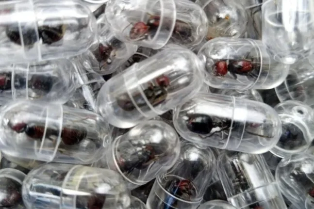 Κένυα: Ανδρας είχε στις αποσκευές του 2.238…μυρμήγκια, δείτε γιατί