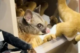 Απρόσμενος επισκέπτης σε αεροδρόμιο της Τασμανίας – Πόσουμ κρύφτηκε ανάμεσα σε λούτρινα